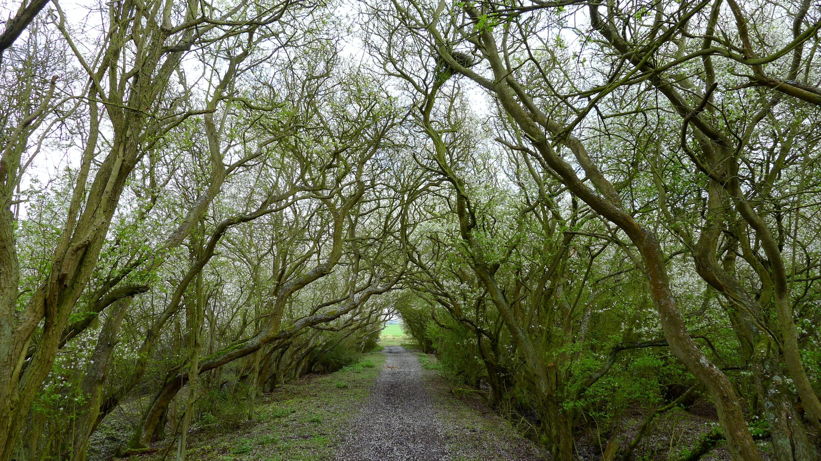 Footpath, Mayland, Essex